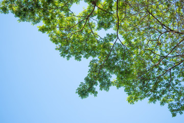 Tree with blue sky .