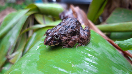 A frog on a green leaf.