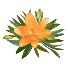 Beautiful Lily flower Isolated on white background. Vector illustration. EPS 10