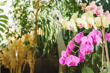 Two branches of pink and yellow orchid plants in the garden
