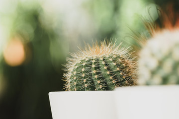 Mini cactus plant potted on blurred botanical garden background