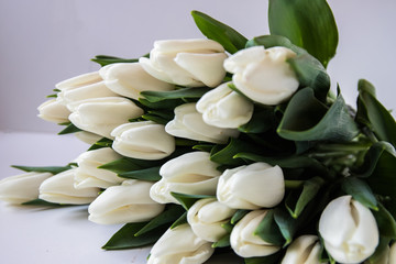 Obraz premium Bouquet of white tulips