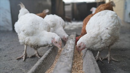 Domestic chicken hens and ducks eat sharing food from a feeding trough at farm poultry yard. Chickens eat from a feeding trough