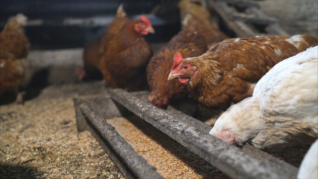 Domestic chicken hens and ducks eat sharing food from a feeding trough at farm poultry yard. Chickens eat from a feeding trough