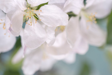 Fototapeta na wymiar white flowers of apple tree in spring