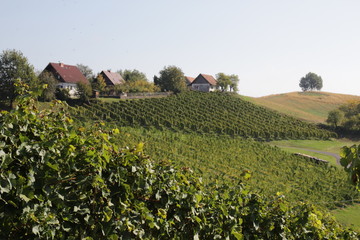Weinberge in der Südsteiermark