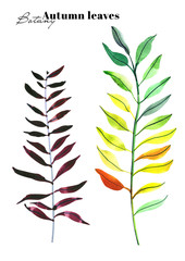 Watercolor illustration of autumn leaves set. Floral illustrations for wedding table, greetings, wallpaper, fashion, backgrounds, textures, DIY, wrappers, cards, logo, etc