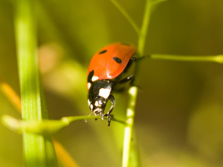 ladybug on leaf