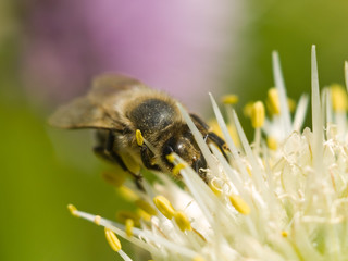 bee on flower