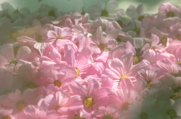 Beautiful pink flowers with reflections.Soft focus, author processing.