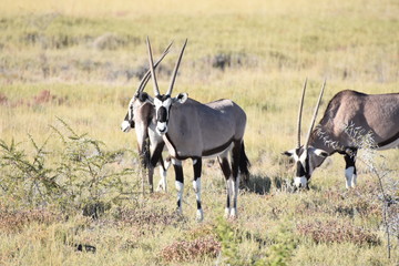 Oryx (Gemsbok) at Etosha National Park, Namibia