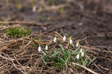 First spring flowers, snowdrops in garden, selective focus