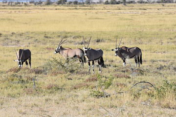 Naklejka na ściany i meble Oryx (Gemsbok) at Etosha National Park, Namibia