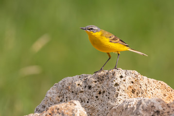 Fototapeta premium Western Yellow Wagtail - Motacilla flava, beautiful yellow perching bird from European meadows, Hortobagy, Hungary.