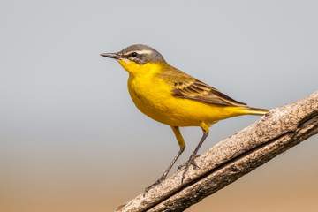 Western Yellow Wagtail - Motacilla flava, beautiful yellow perching bird from European meadows, Hortobagy, Hungary.