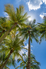 Fototapeta na wymiar Coconut trees at the beach