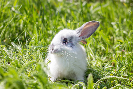 Little white fluffy rabbit on a green meadow.