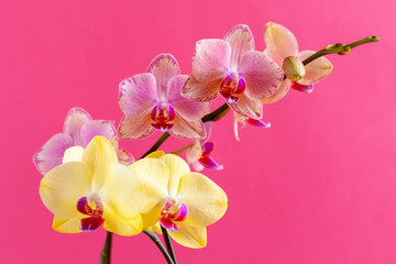 Fototapeta na wymiar Orchid flower branch on bright pink background close up