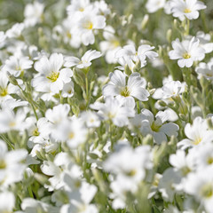 Filziges Hornkraut, Cerastium tomentosum, im Frühling