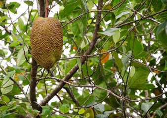 Jackfruit a tropical fruit on tree