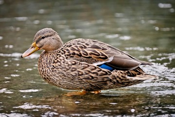 Female Mallard duck swimming in the water.