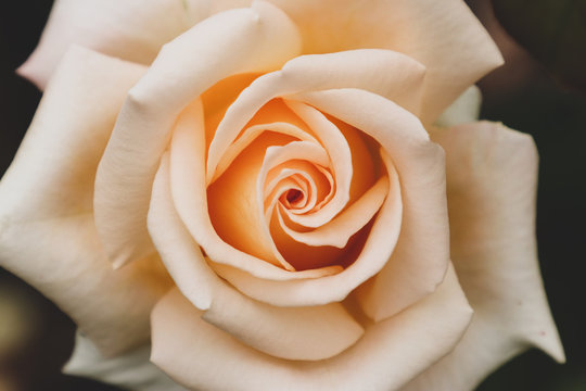 Matte one rose in blosoom