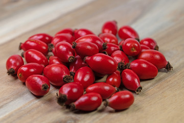 Frisch geerntete Hagebutten, Rosa canina