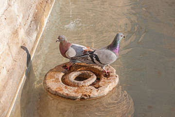 Zwei Tauben am Brunnen bei der Kirche San Rufino, Assisi, Umbrien, Italien