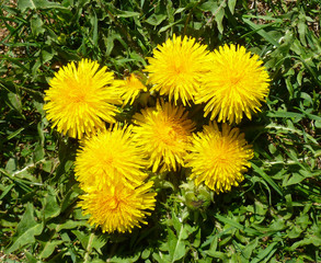 Yellow dandelion (Taraxacum officinale) flowers fluffy heads on green grass. Wild flowers blooming in spring. Spring blossom background. Flowers background. Closeup, selective focus