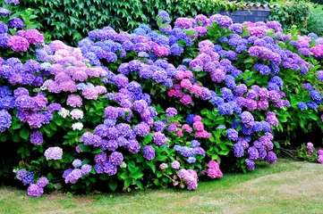 Beautiful flowers of hydrangeas in a Brittany garden. France