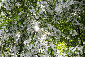 white flowers on tree
