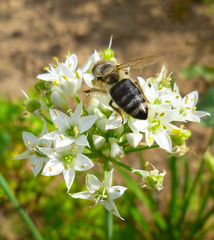Garlic chives (Allium tuberosum,  