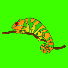 Illustration of chameleon 