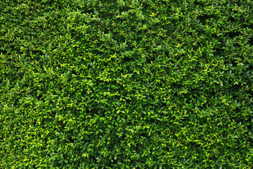 Green Leaf Wall Pattern Nature Background.