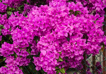Purple Bougainvillea flower
