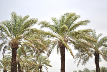Palm trees in clear blue sky