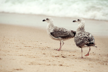 Atlantic gulls in the wild.