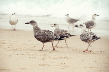 Atlantic gulls in the wild.