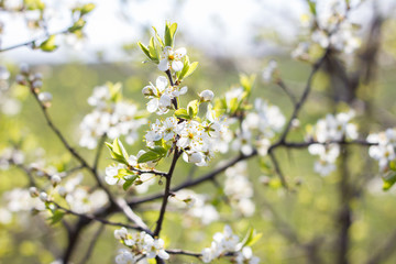 blooming tree twigs.