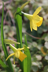 Obraz premium ミニスイセン（テターテート）の黄色い花