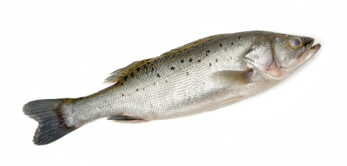 Canada Striped bass whole fresh fish, also called Atlantic striped bass, striper, linesider, rock or rockfish, product of Canada, isolated on white background.
