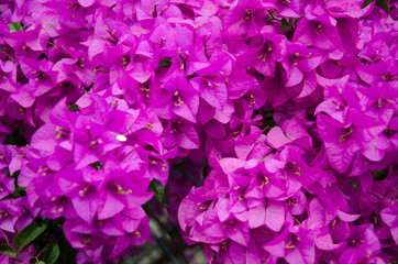 Purple Bougainvillea flower