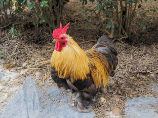 view of a Pekin Bantam Chicken standing on ground in garden.