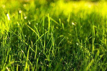 green grass background, 