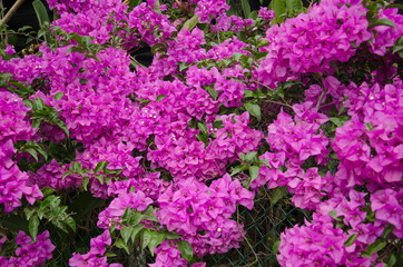 Purple Bougainvillea flower