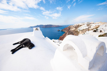 Stray dog relaxing in Mediterranean sun on a whitewashed rooftop overlooking the Santorini caldera...