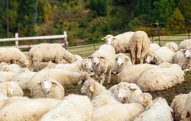 Flock of sheep on beautiful mountain meadow.
