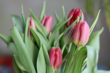 Spring flowers. Tulip bouquet on the bokeh background.