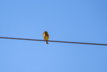 Yellowhammer bird, Emberiza citrinella. Birdwatching in Lubana, Latvia.