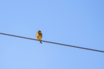 Yellowhammer bird, Emberiza citrinella. Birdwatching in Lubana, Latvia.